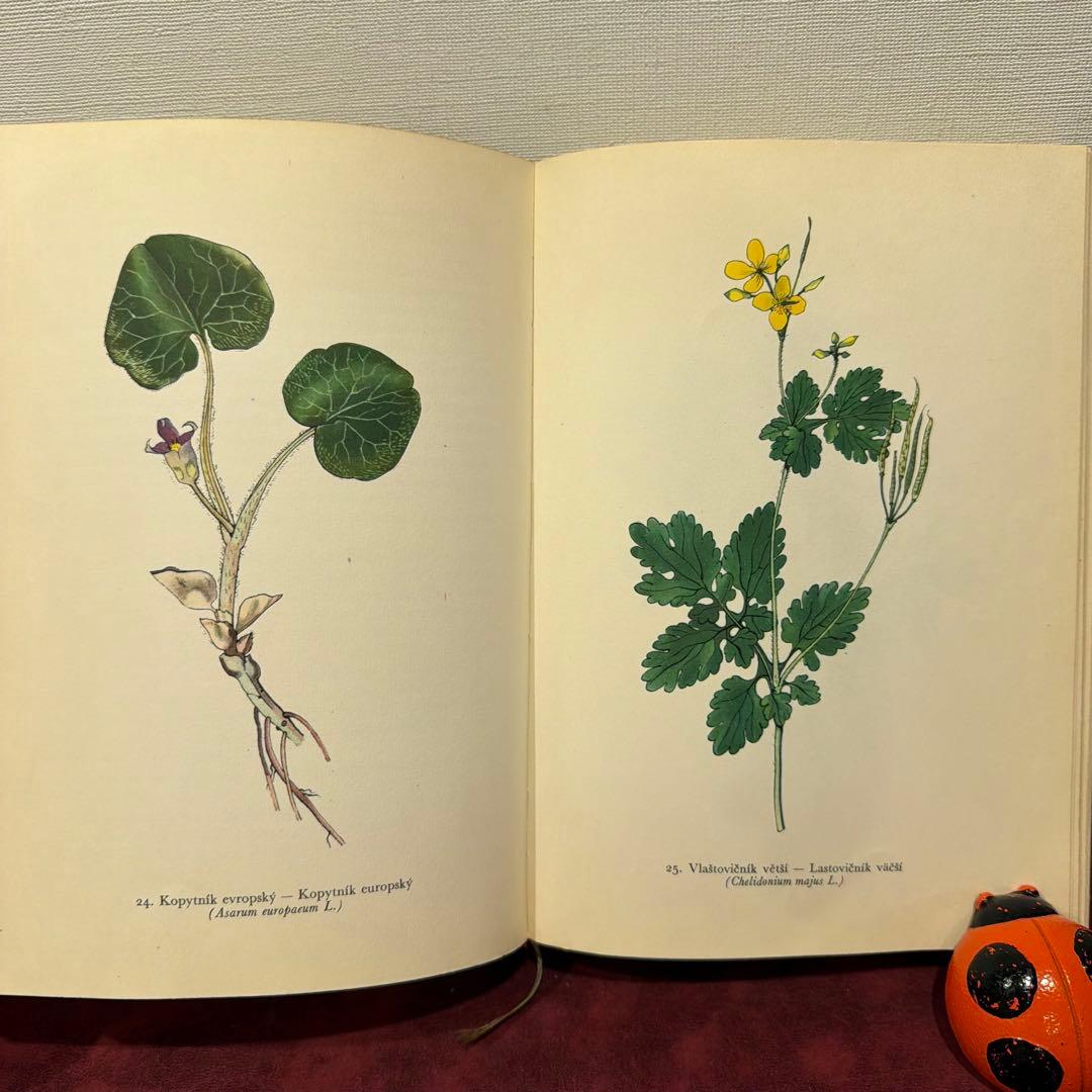 ❤️アイズピリ ❤️訳ありセール46B①1960年チェコ植物画集　洋書