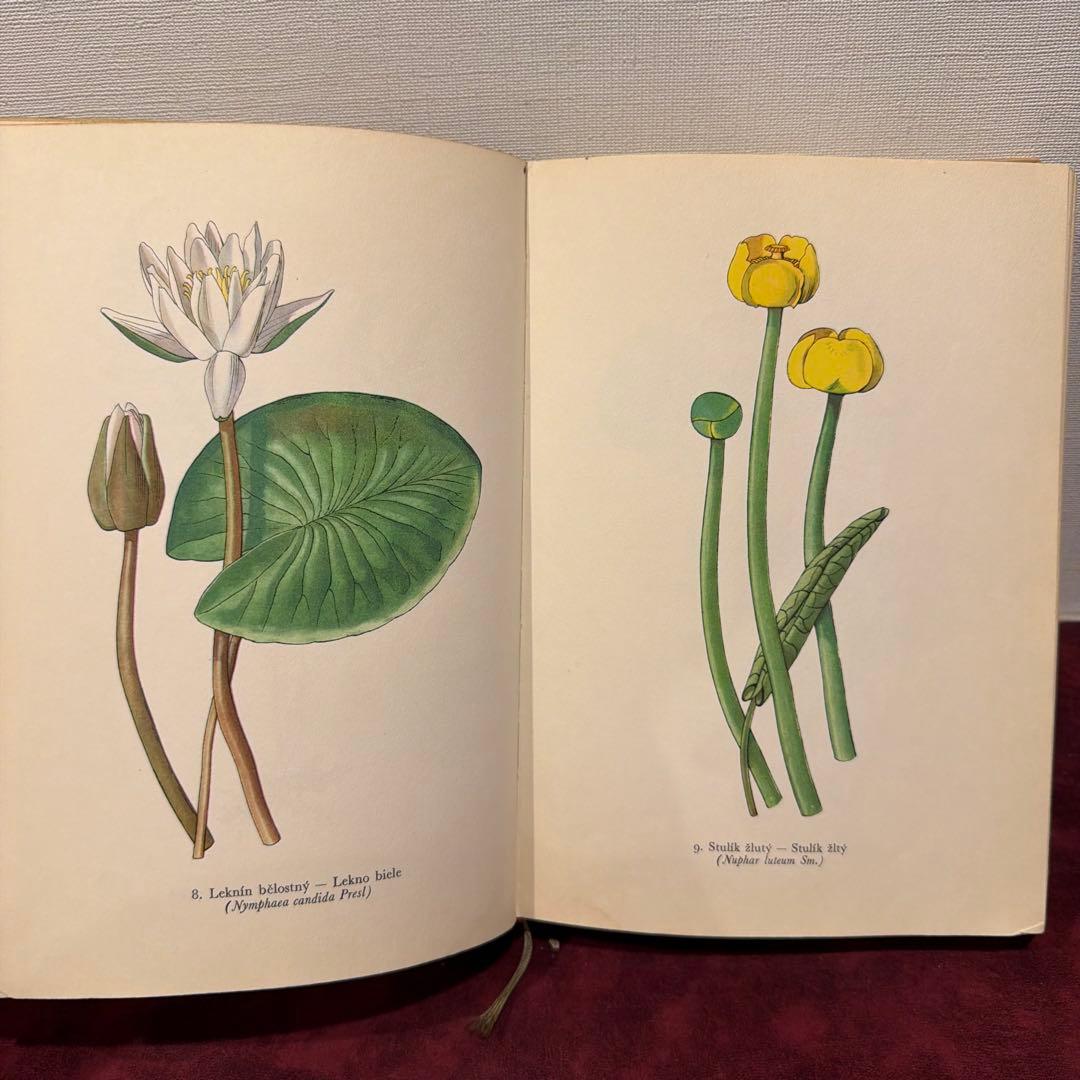 ❤️アイズピリ ❤️訳ありセール46B①1960年チェコ植物画集　洋書