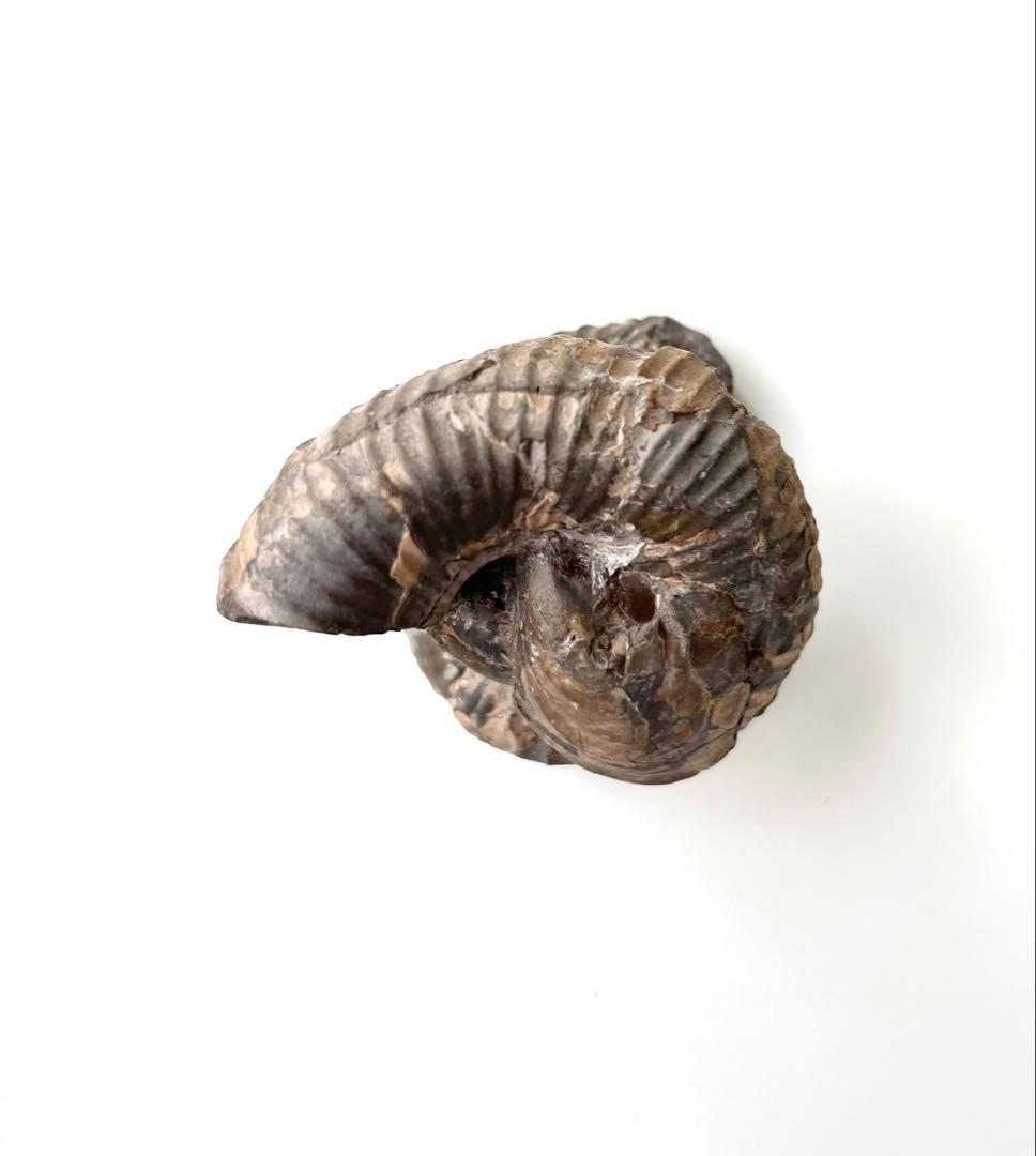 異常巻きアンモナイト化石　希少品