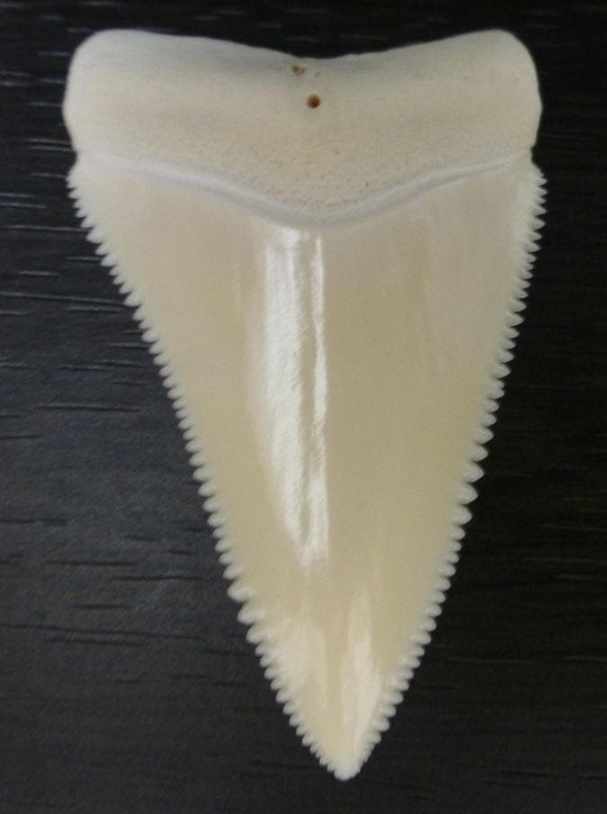 【NASUSAN専用】ホジロザメ（C. carcharias）の歯 56.2ｍｍ