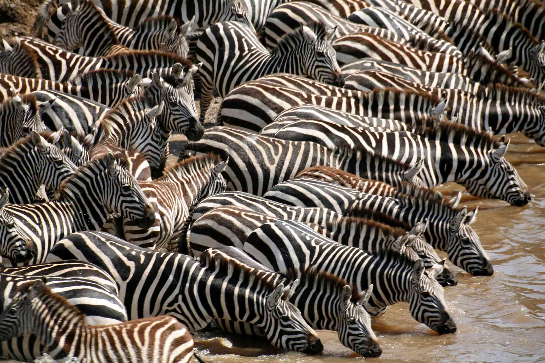 Grupo de zebras