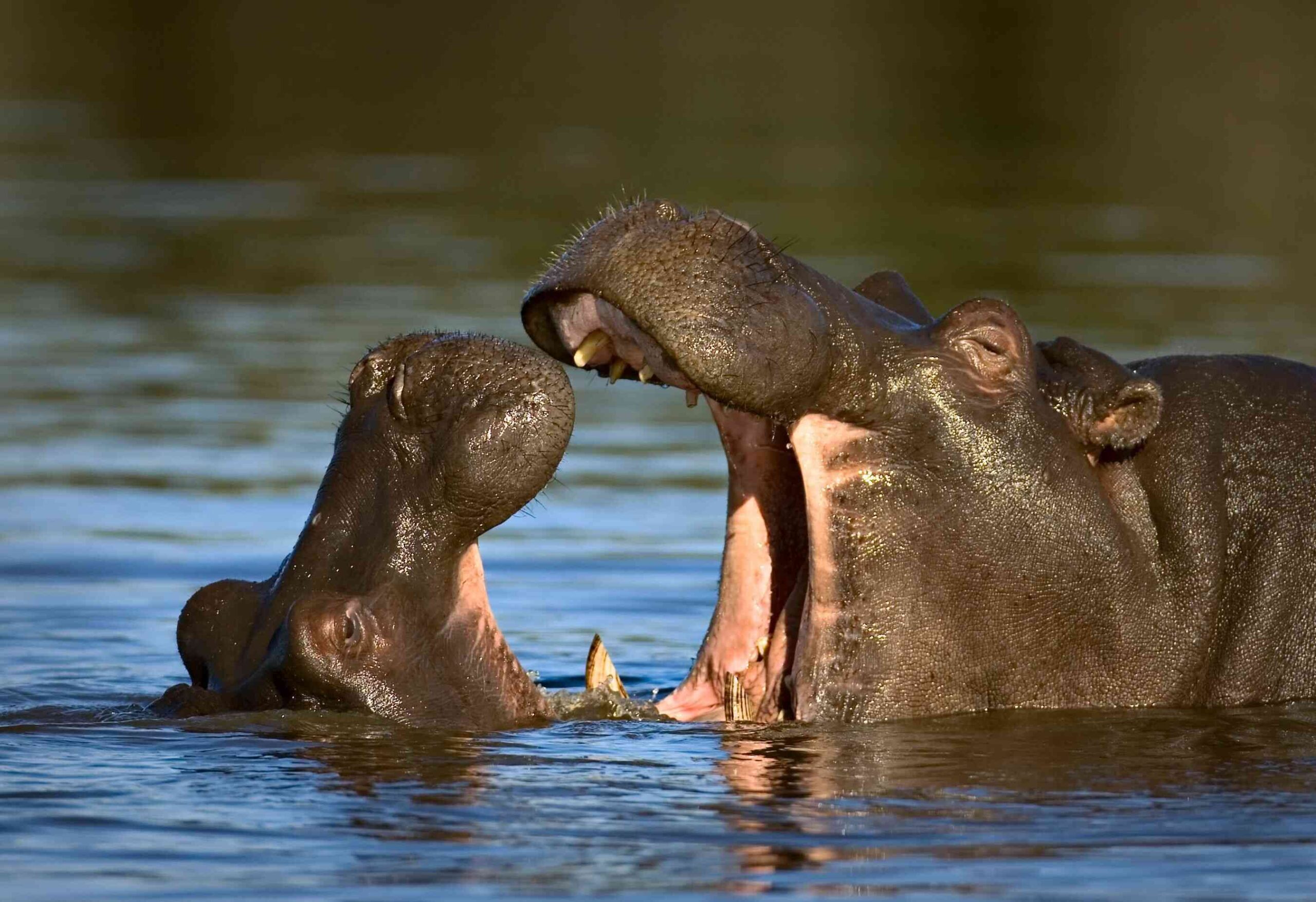 Grupo de hipopótamos