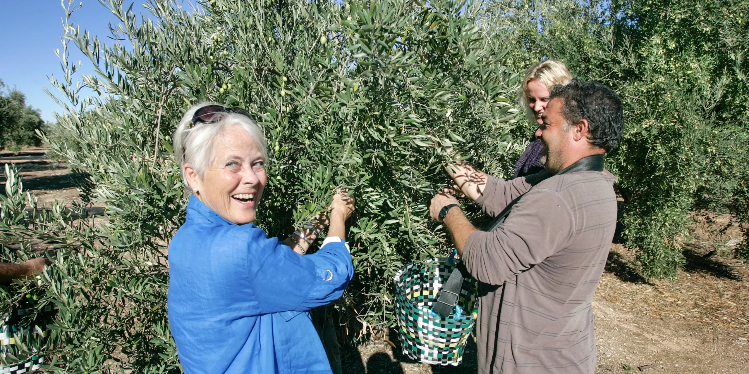 Grupo de personas en un árbol de olivo