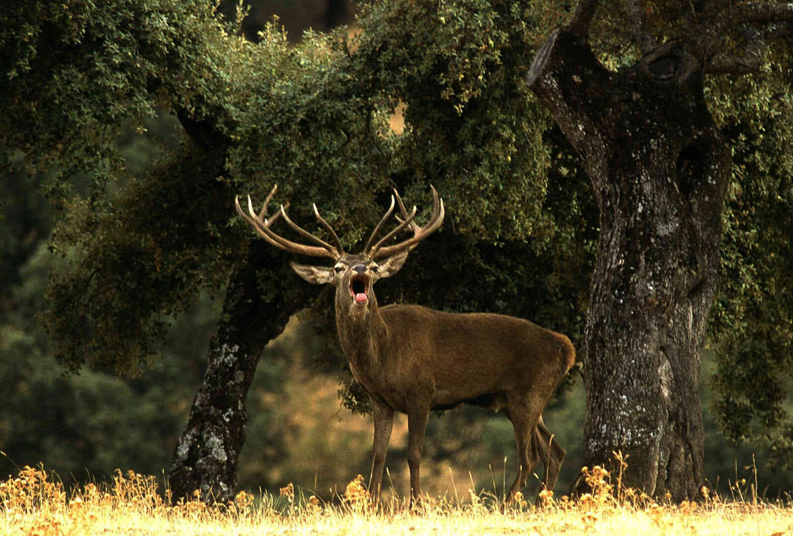 naturaleza-(5)_optimized